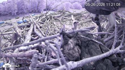 Pleasant Hill Lake Ospreys Live Nest Webcam - May 26, 2026, 11:21am EDT
