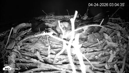 Pleasant Hill Lake Ospreys Live Nest Webcam - Apr 24, 2026, 3:04am EDT
