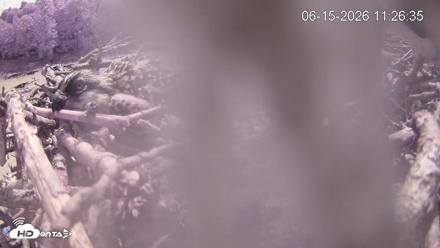 Pleasant Hill Lake Ospreys Live Nest Webcam - Jun 15, 2026, 11:27am EDT