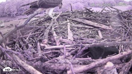 Pleasant Hill Lake Ospreys Live Nest Webcam - Aug 16, 2026, 3:59pm EDT