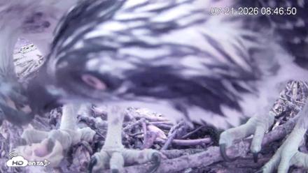 Pleasant Hill Lake Ospreys Live Nest Webcam - Jul 21, 2026, 8:46am EDT
