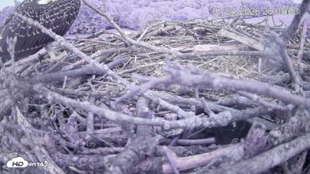 Pleasant Hill Lake Ospreys Live Nest Webcam - Jul 24, 2026, 8:05pm EDT