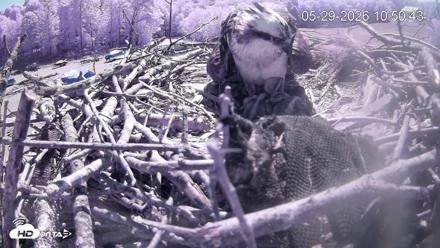 Pleasant Hill Lake Ospreys Live Nest Webcam - May 29, 2026, 10:51am EDT
