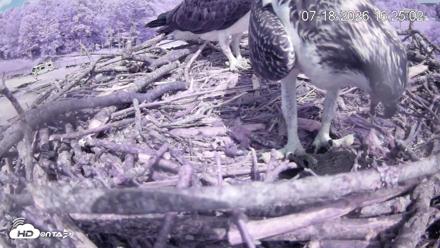 Pleasant Hill Lake Ospreys Live Nest Webcam - Jul 18, 2026, 4:25pm EDT