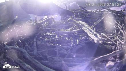 Pleasant Hill Lake Ospreys Live Nest Webcam - Aug 21, 2026, 7:51am EDT