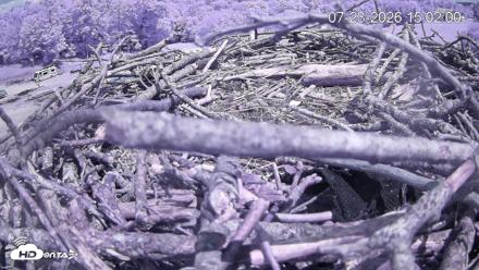 Pleasant Hill Lake Ospreys Live Nest Webcam - Jul 23, 2026, 3:02pm EDT
