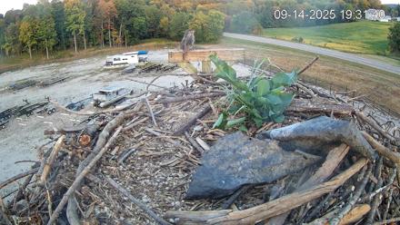 Pleasant Hill Lake Ospreys Live Nest Webcam - Sep 14, 2025, 7:32pm EDT