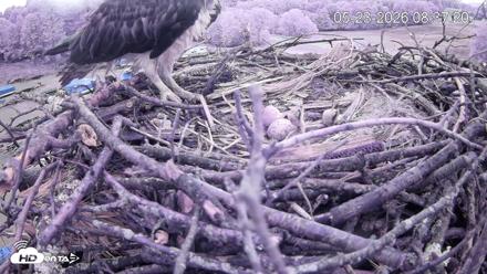 Pleasant Hill Lake Ospreys Live Nest Webcam - May 23, 2026, 8:37am EDT