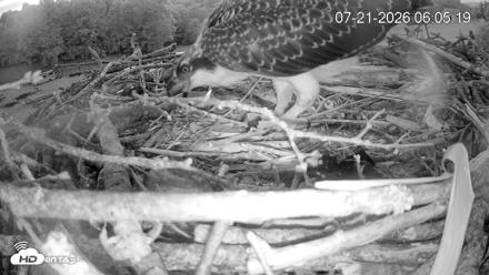 Pleasant Hill Lake Ospreys Live Nest Webcam - Jul 21, 2026, 6:05am EDT
