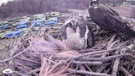 Pleasant Hill Lake Ospreys Live Nest Webcam - Apr 11, 2026, 10:25am EDT