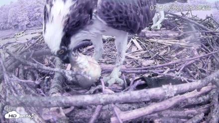 Pleasant Hill Lake Ospreys Live Nest Webcam - Jul 21, 2026, 8:39am EDT