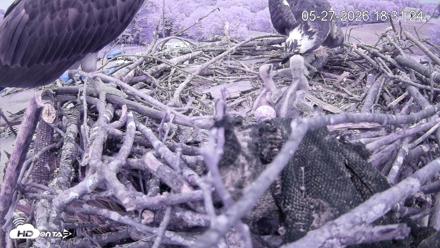 Pleasant Hill Lake Ospreys Live Nest Webcam - May 27, 2026, 6:31pm EDT