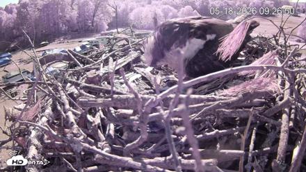 Pleasant Hill Lake Ospreys Live Nest Webcam - May 18, 2026, 9:27am EDT