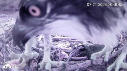 Pleasant Hill Lake Ospreys Live Nest Webcam - Jul 21, 2026, 8:46am EDT