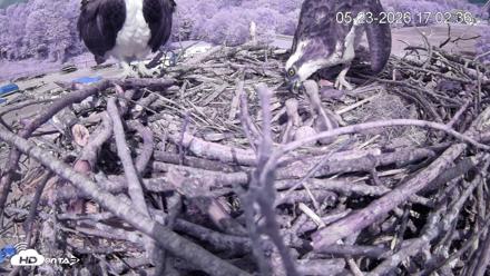 Pleasant Hill Lake Ospreys Live Nest Webcam - May 23, 2026, 5:03pm EDT