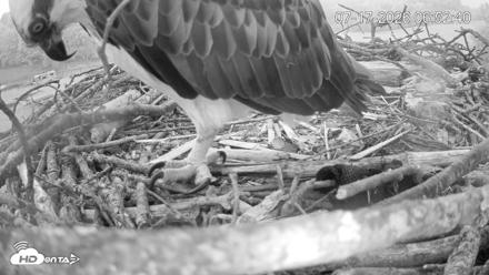 Pleasant Hill Lake Ospreys Live Nest Webcam - Jul 17, 2026, 6:53am EDT