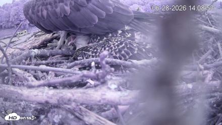 Pleasant Hill Lake Ospreys Live Nest Webcam - Jun 28, 2026, 2:08pm EDT