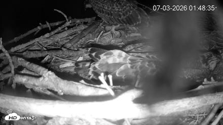 Pleasant Hill Lake Ospreys Live Nest Webcam - Jul 3, 2026, 1:48am EDT