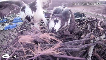 Pleasant Hill Lake Ospreys Live Nest Webcam - Apr 11, 2026, 7:01am EDT