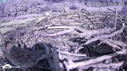 Pleasant Hill Lake Ospreys Live Nest Webcam - Aug 27, 2026, 5:27pm EDT