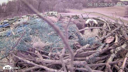 Pleasant Hill Lake Ospreys Live Nest Webcam - Apr 18, 2026, 8:14am EDT