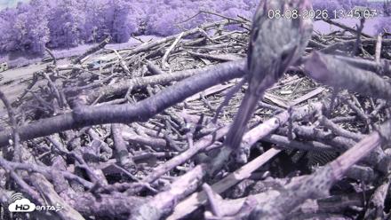 Pleasant Hill Lake Ospreys Live Nest Webcam - Aug 8, 2026, 1:45pm EDT