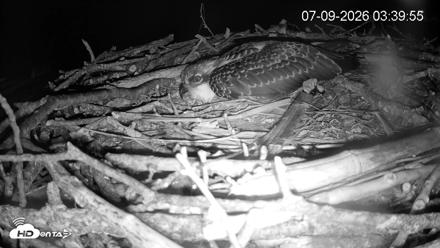 Pleasant Hill Lake Ospreys Live Nest Webcam - Jul 9, 2026, 3:40am EDT