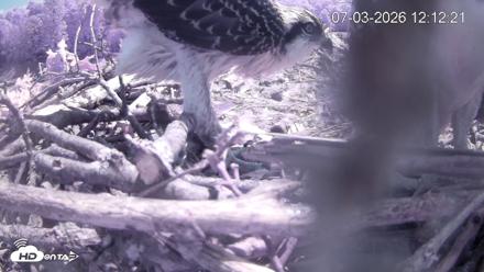 Pleasant Hill Lake Ospreys Live Nest Webcam - Jul 3, 2026, 12:12pm EDT