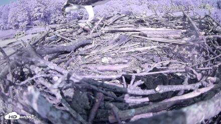 Pleasant Hill Lake Ospreys Live Nest Webcam - Jul 19, 2026, 5:37pm EDT