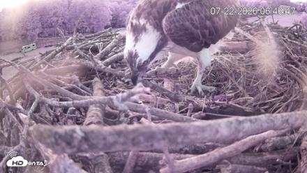 Pleasant Hill Lake Ospreys Live Nest Webcam - Jul 22, 2026, 6:46am EDT