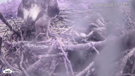 Pleasant Hill Lake Ospreys Live Nest Webcam - Jun 6, 2026, 1:39pm EDT