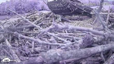 Pleasant Hill Lake Ospreys Live Nest Webcam - Jul 24, 2026, 5:54pm EDT