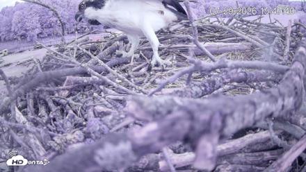 Pleasant Hill Lake Ospreys Live Nest Webcam - Jul 29, 2026, 3:47pm EDT