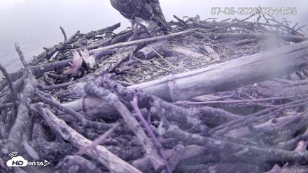 Pleasant Hill Lake Ospreys Live Nest Webcam - Jul 8, 2026, 7:44am EDT