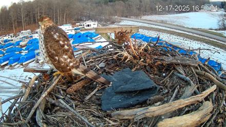 Pleasant Hill Lake Ospreys Live Nest Webcam - Dec 17, 2025, 4:53pm EST