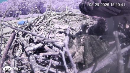 Pleasant Hill Lake Ospreys Live Nest Webcam - May 29, 2026, 3:11pm EDT