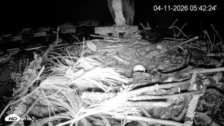 Pleasant Hill Lake Ospreys Live Nest Webcam - Apr 11, 2026, 5:42am EDT