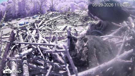 Pleasant Hill Lake Ospreys Live Nest Webcam - May 29, 2026, 11:07am EDT