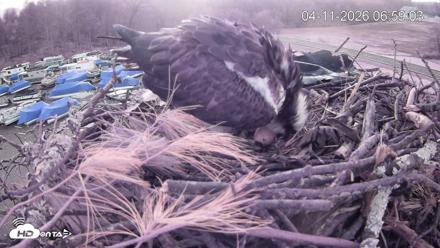 Pleasant Hill Lake Ospreys Live Nest Webcam - Apr 11, 2026, 6:59am EDT