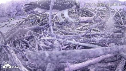 Pleasant Hill Lake Ospreys Live Nest Webcam - Jul 23, 2026, 6:46am EDT