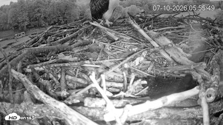 Pleasant Hill Lake Ospreys Live Nest Webcam - Jul 10, 2026, 5:56am EDT