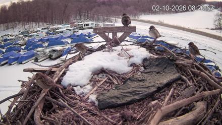 Pleasant Hill Lake Ospreys Live Nest Webcam - Feb 10, 2026, 8:21am EST
