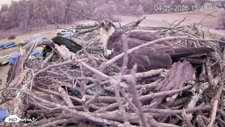 Pleasant Hill Lake Ospreys Live Nest Webcam - Apr 25, 2026, 3:19pm EDT