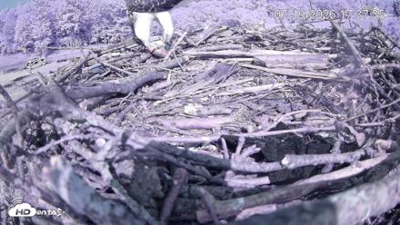 Pleasant Hill Lake Ospreys Live Nest Webcam - Jul 19, 2026, 5:37pm EDT