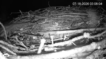 Pleasant Hill Lake Ospreys Live Nest Webcam - Jul 18, 2026, 3:08am EDT
