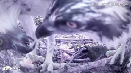 Pleasant Hill Lake Ospreys Live Nest Webcam - Jul 21, 2026, 8:48am EDT