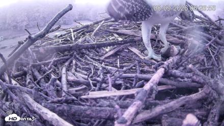 Pleasant Hill Lake Ospreys Live Nest Webcam - Aug 9, 2026, 6:27am EDT