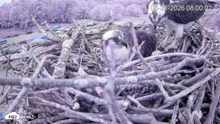 Pleasant Hill Lake Ospreys Live Nest Webcam - May 21, 2026, 8:00am EDT