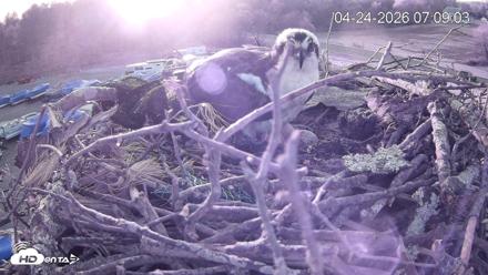 Pleasant Hill Lake Ospreys Live Nest Webcam - Apr 24, 2026, 7:09am EDT