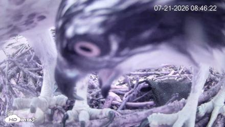 Pleasant Hill Lake Ospreys Live Nest Webcam - Jul 21, 2026, 8:46am EDT